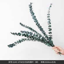 BEST WEST 尤加利叶 真花干花束摆件客厅干树枝餐桌装饰摆设创意花卉 尤加利叶 - 如图1束干花