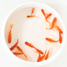 贝冠奇 草金鱼活体观赏鱼自养招财易养冷水鱼锦鲤鱼苗饲料鱼小型小金鱼宠物活体 10条(5-7cm)锦鲫推荐