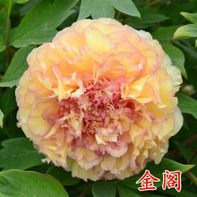 牡丹花种籽子 牡丹种子 牡丹花种子 牡丹花子种 洛阳 四季开花 牡丹金阁50粒