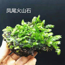 凤尾小树凤尾苔莫斯树美凤水草沉木杜鹃根鱼缸造景装饰 凤尾火山石(约9-12cm)