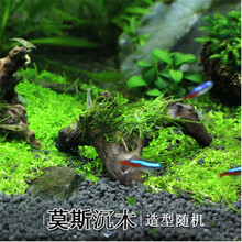 水草鱼缸装饰前景后景水草绿菊金鱼藻蜈蚣草羽裂坨草水榕沉木造景懒人水草好养易活 莫斯沉木一个