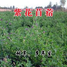 多年生牧草种子四季种南北方黑麦草苏丹草皇竹草甜象草甜高粱紫花苜蓿菊苣墨西哥玉米草籽猪牛羊鸡农民老史 紫花苜蓿一斤