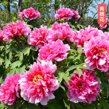 芍药根块带芽室内盆栽室外庭院植物芍药花苗庭院花卉四季开花易活 S4【芍药根块1个装】+肥 其他