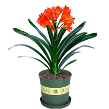 【带盆发货】君子兰盆栽室内绿植花卉盆栽带盆带土四季绿植花卉盆栽 5-6叶片（0.5加仑含托）