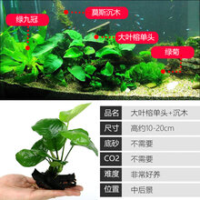 鱼缸水草植物活体真草造景莫斯懒人增氧淡水榕沉木爬地趴地矮珍珠 大叶榕(单头沉木)