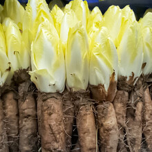 寿禾软化菊苣种子夏秋季播种菜籽蔬菜莱菊苣根种籽素菜金玉兰菜结球菊苣苗家庭种植阳台盆栽菊苣根茶原料菜子 黄菊苣苗 20棵