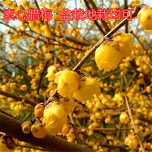 梅花树苗冬季素心腊梅苗骨里红梅浓香型庭院盆栽地栽花卉苗木 腊梅  【5年苗】 不含盆