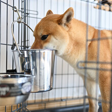 中西Midwest不锈钢304宠物狗狗饮水器喝水器挂式挂桶喝水桶 特价大号5.25升