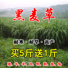 进口牧草种子四季多年生黑麦草紫花苜蓿草籽菊苣草种墨西哥玉米草种子抗旱高产喂养鸡鸭鹅猪牛羊种籽农民老史 一年生黑麦草种子1斤