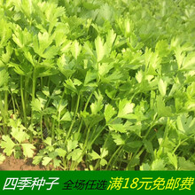 小香芹种子 脆嫩小芹菜种子高产菜园芹菜籽盆栽四季播种蔬菜种子 四季小芹菜10克原装
