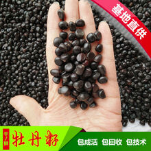 洛阳牡丹花种子春播四季牡丹花种子庭院阳台花籽盆栽灌木花多年生 牡丹1斤(混色)