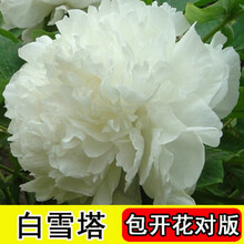 7年洛阳牡丹花苗盆栽花卉观花植物室内花庭院阳台四季长开 洛阳红【3颗+生根粉+复合肥 白雪塔3颗+生根粉+复合肥】