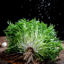 寿禾 苦菊种子苦苣菜籽扇形春夏秋四季播种疏蔬莱菜子快菜种籽家庭阳台种植寿光蔬菜种菜仔 小狗芽苦苣苦菊种子 5g装