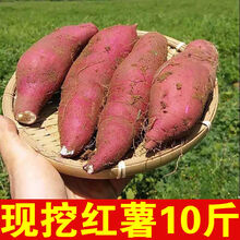 【现挖现发】板栗红薯10斤新鲜四川香薯现挖地瓜沙地白心蜜薯批发 10斤中果含箱