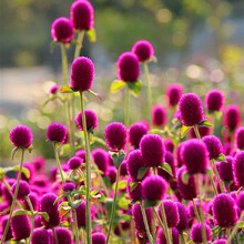 一播大地 千日红四季易种易活开花花卉秋冬季花种子秋天盆栽秋播花草花籽 千日红种子50克