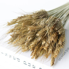 金色麦穗干花花束送礼开业花篮大麦小麦客厅家居摆设装饰真花干花 原色麦穗100支