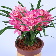 高宅兰花矮种浓香型兰花苗【香妃】四季兰建兰花盆栽室内花卉绿植好养黄金美人小美人四季峨眉神童爪 香妃3苗