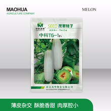 中科茂华 蔬菜瓜果种子 博美61甜瓜种子替代羊角蜜香瓜种子 中科61博洋系列短棒形超甜酥脆绿肉橘瓤 中科T6-1 50粒/袋【试种装】