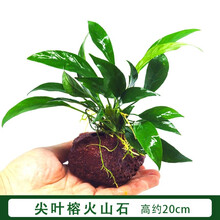 水草活体鱼缸装饰淡水植物莫斯沉木水榕水族箱造景套餐懒人真水草 / 尖叶榕火山石