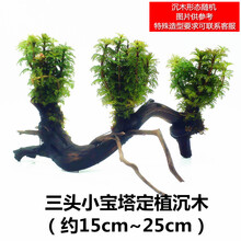 鱼缸活体水草真草造景沉木套餐趴地矮珍珠增氧植物活莫斯懒人水榕 三头小宝塔