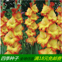 剑兰种球根室内外盆栽庭院易活耐寒多年生花卉唐菖蒲花苗当年开花 公主(5球装) 6CM及以上