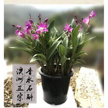 澳洲香水石斛兰香水石斛盆栽浓香整盆 澳洲香水石斛5苗 带盆栽好