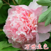 牡丹花种籽子 牡丹种子 牡丹花种子 牡丹花子种 洛阳 四季开花 牡丹万世50粒