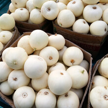 美农汇 白皮甜瓜种子 京蜜一号早熟香瓜种子杂交薄皮白甜瓜种籽抗病耐运输水果种孑 京蜜一号甜瓜种子600粒(白皮薄皮甜瓜)