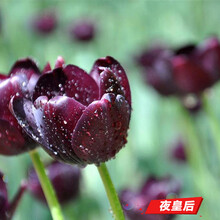 郁金香种球荷兰进口室内阳台郁金香种子花苗盆栽水养耐寒花卉植物 夜皇后（郁金香五球装+肥） 6CM及以上