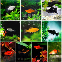 豆乐奇 胎生鱼 玛丽球鱼 热带鱼 观赏鱼 淡水鱼 活体鱼 宠物鱼 玛丽鱼 宠物活体 熊猫鱼 丽丽曼龙 随机胎生鱼10条