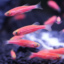 豆乐奇 斑马鱼 淡水鱼 观赏鱼 小型鱼 热带鱼 蓝莓斑马蝶翼斑马 灯科鱼 群游鱼 好养易活 新手鱼 红斑马10条2cm左右