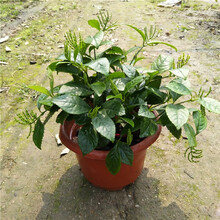 阳台室内盆栽珠兰花苗金粟兰鸡爪兰 四季常绿清香珠兰绿植 珠兰花20-25支一丛 不含盆