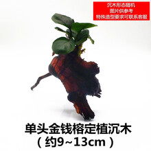 鱼缸活体水草真草造景沉木套餐趴地矮珍珠增氧植物活莫斯懒人水榕 单头金榕
