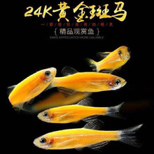 豆乐奇 斑马鱼 淡水鱼 观赏鱼 小型鱼 热带鱼 蓝莓斑马蝶翼斑马 灯科鱼 群游鱼 好养易活 新手鱼 糖果斑马——柠檬斑马5条