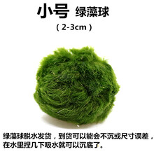 大三角莫斯火焰垂泪松茸散装莫丝绿藻球莫斯树鱼缸造景装饰真水草 绿藻球小号2cm左右