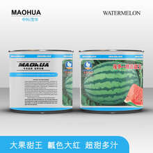 中科茂华瓜果蔬菜种子中科甜王西瓜种子昂菲传奇甜王杂交高圆形菲律宾甜王大红瓤耐水脱高密度糖度高抗裂高产 昂菲甜王100克/盒【超甜型高密度】
