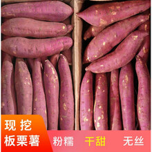 陕西临潼新鲜板栗红薯地瓜现挖现发干甜粉糯红薯2/5/10斤番薯 5斤小薯 新鲜