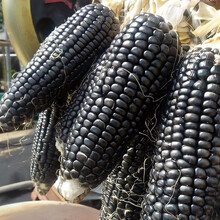 寿禾 超甜水果玉米种子紫糯绿色超人草莓玉米广黑甜糯玉米可生食粘甜玉米种孑四季春季播种高产寿光蔬菜种 黑糯4号（白骨）200克【糯玉米】