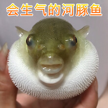 河豚观赏鱼水族宠物汽泡鱼弓斑潜水艇斑马狗头热带淡水活体鱼 青弓斑9-10cm 1条 （送1备损共2条）