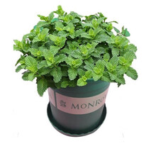 幸运草三叶草四叶草花种子籽易活阳台盆栽绿植花草四季可播庭院种植花卉 食用薄荷200粒懒人盆套装