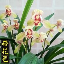 建兰君荷兰花苗浓香四季兰名贵室内桌面绿植盆栽 建兰君荷6苗连体 不含盆