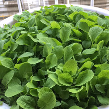 寿禾四季蔬菜种子都市菜园阳台冬季春季批发种菜植物山东寿光蔬菜春季韭菜大白菜白萝卜香菜生菜种籽 都市菜园四季小白菜种子10g