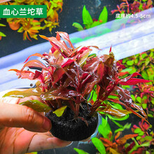 水草植物鱼草缸懒人坨草活体新手入门级无土净化水质不用泥的水草 血心兰坨草小坨