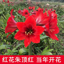 荷兰朱顶红种球大球室内外四季开花盆栽花卉观花绿植物 红花 4级 17-18cm 【4粒】