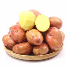 云南红皮黄心小土豆 新鲜土豆 马铃薯 5斤装