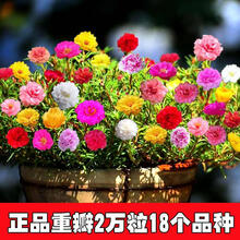 伊织春 太阳花种子 混色重瓣室内多彩多品种混色装 松叶牡丹庭院阳台盆栽花卉籽 混色装 1万粒重瓣种子