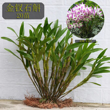 贵州赤水金钗石斛苗云南霍山铁皮石斛苗盆栽兰花种苗食用带新芽 金钗石斛精选20苗 裸根不带土