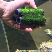 28莫斯活体水草定植环水草鱼虾缸水族箱造景装饰幼鱼虾躲避窝 黑色 莫斯三孔岩片碳窝