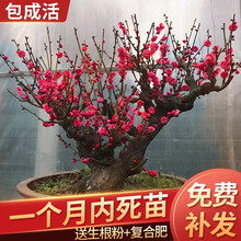 原生盆栽地栽红梅绿梅梅花老桩盆景庭院植物梅花盆栽梅花树耐寒植物四季花卉 30年红梅盆景(带花包可挑选)