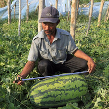 寿禾 懒汉西瓜种子懒汉王不用整枝不打岔特大春季播种高产山东水果瓜籽种孑 奇山甜蜜8号懒汉西瓜种子 50粒